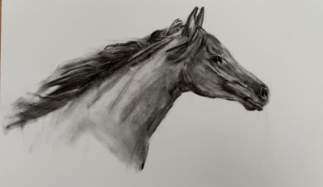 paard volbloed Houtskool